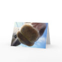 Funny Horse Greeting Card