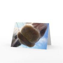 Funny Horse Greeting Card by SnapiKat Funny Horse Greeting Card