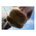 Funny Horse Greeting Card cards