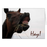 Funny Horse: Hay! Cards