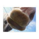 Funny Horse Postcard