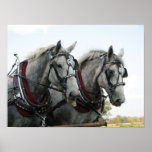 Funny Horse posters