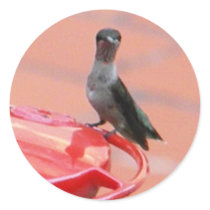 Funny hummer stickers