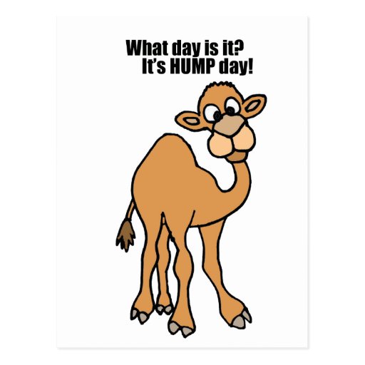 Funny Hump Day Camel Art Postcard Zazzle