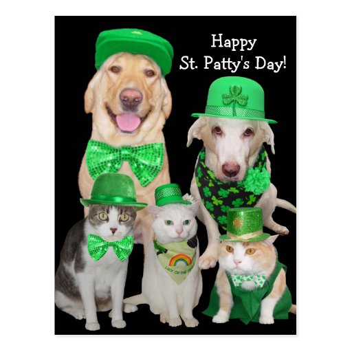 Funny Irish Cats & Dogs Postcard Zazzle
