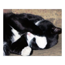 Funny Kitty Catching Z's Oil Painting posters by takenotestationary Funny Kitty Catching Z's Oil Painting posters