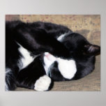 Funny Kitty Catching Z's Oil Painting Posters