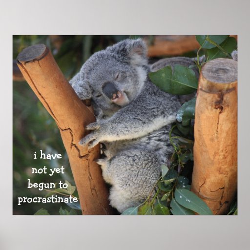 Funny Koala Bear Poster; Procrastination