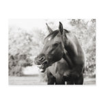 Funny Laughing Horse Postcards