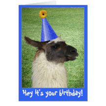 Funny Llama birthday card or invitation