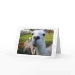 Funny Llama
