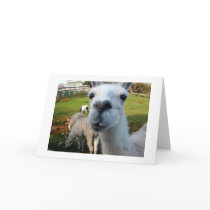 Funny Llama cards