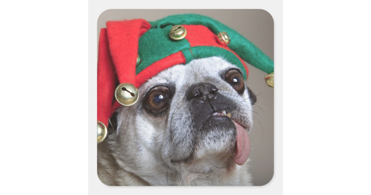 pug with tongue hanging out looking pug with tongue hanging out square sticker zazzle pug with tongue hanging out looking pug with tongue hanging out square sticker zazzle