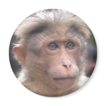 Funny Monkey Magnet
