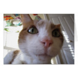 Funny Mookie Cat Close Up Photo Card
