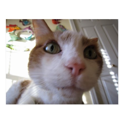 Funny Mookie Cat Close Up Photo Postcards