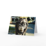 Funny Old Black Pug Birthday Card