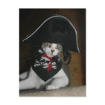 Funny Pirate Cat Post Card