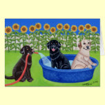 Funny Pool Party Labradors cards