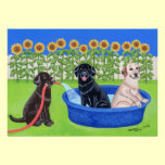 Funny Pool Party Labradors invitations