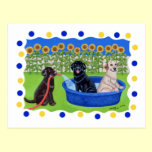 Funny Pool Party Labradors postcards