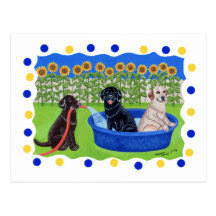 Funny Pool Party Labradors Post Card
