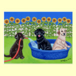 Funny Pool Party Labradors postcards