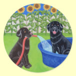 Funny Pool Party Labradors stickers
