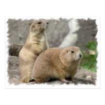 Funny Prairie Dogs Postcard