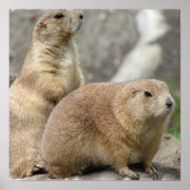 Funny Prairie Dogs Poster
