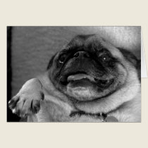 Funny Pug Greeting Card cards