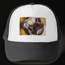 Funny Pug hats