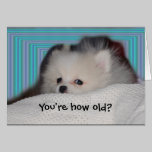 Funny Puppy Birthday Card cards