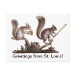 Funny Rally Squirrel Greetings from St. Louis! postcards