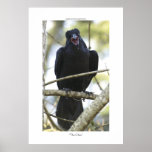 Funny Raven Wildlife Photo Poster
