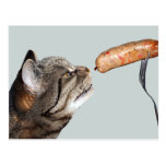 Funny Sausage Cat Postcard