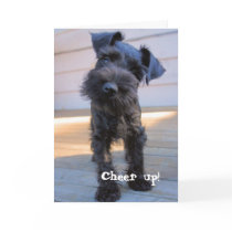 Funny Schnauzer Birthday Card