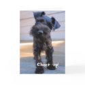 Lustige Schnauzer-Geburtstags-Karte karten