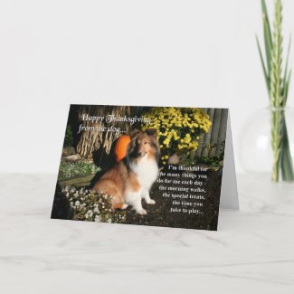 Funny Sheltie Thanksgiving Card card