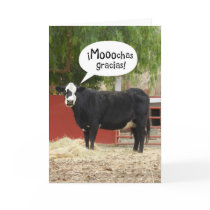 Funny Spanish Speaking Cow Thank You Card
