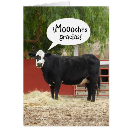 Funny Spanish Speaking Cow Thank You Card Zazzle