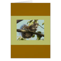 Funny Squirrel Greeting Cards