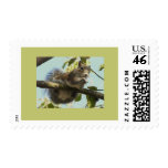 Funny Squirrel Stamp