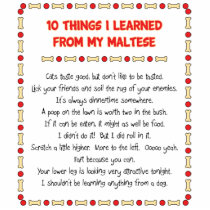 Funny Things I Learned From My Maltese Cut Out