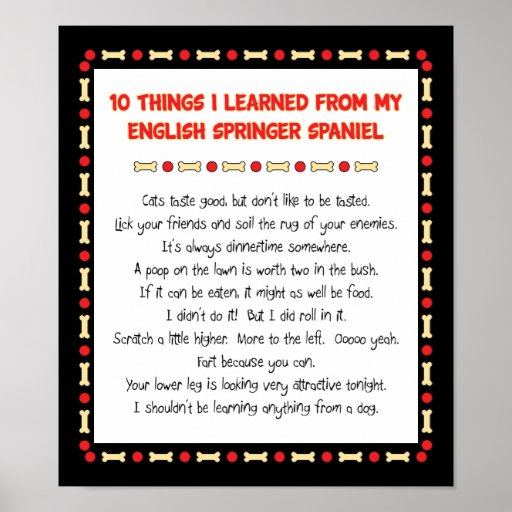 Funny Things Learned From English Springer Spaniel Poster