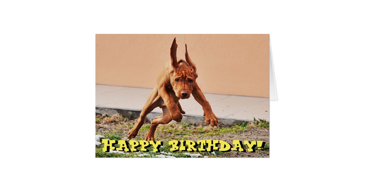 Funny vizsla puppy birthday card Zazzle