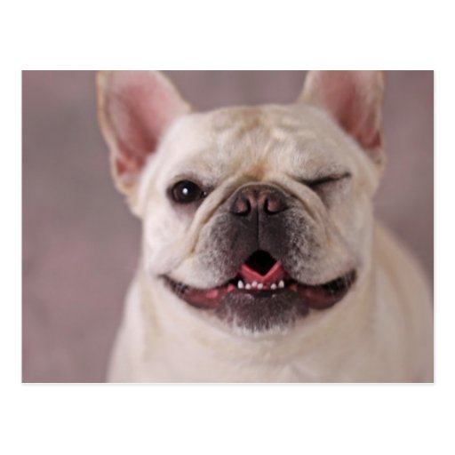 Multiple Products Selected Dog Winking Funny Photo Humor French thumb