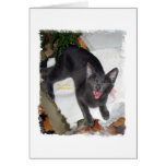 Funny Yelling Cat cards