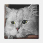 Fur Face magnets