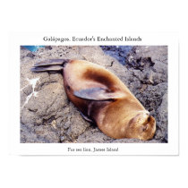 Fur sea lion, time for a nap posters by torrequemada Fur sea lion, time for a nap posters